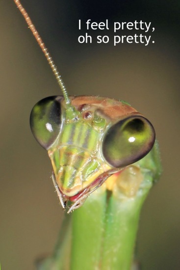 Mr. Mantis